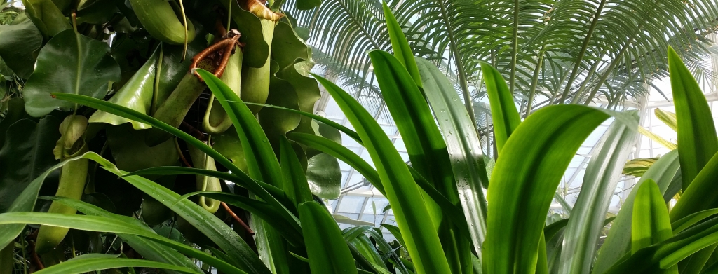 San Francisco Botanic Garden, shot inside the tropical greenhouse of ferns and palms